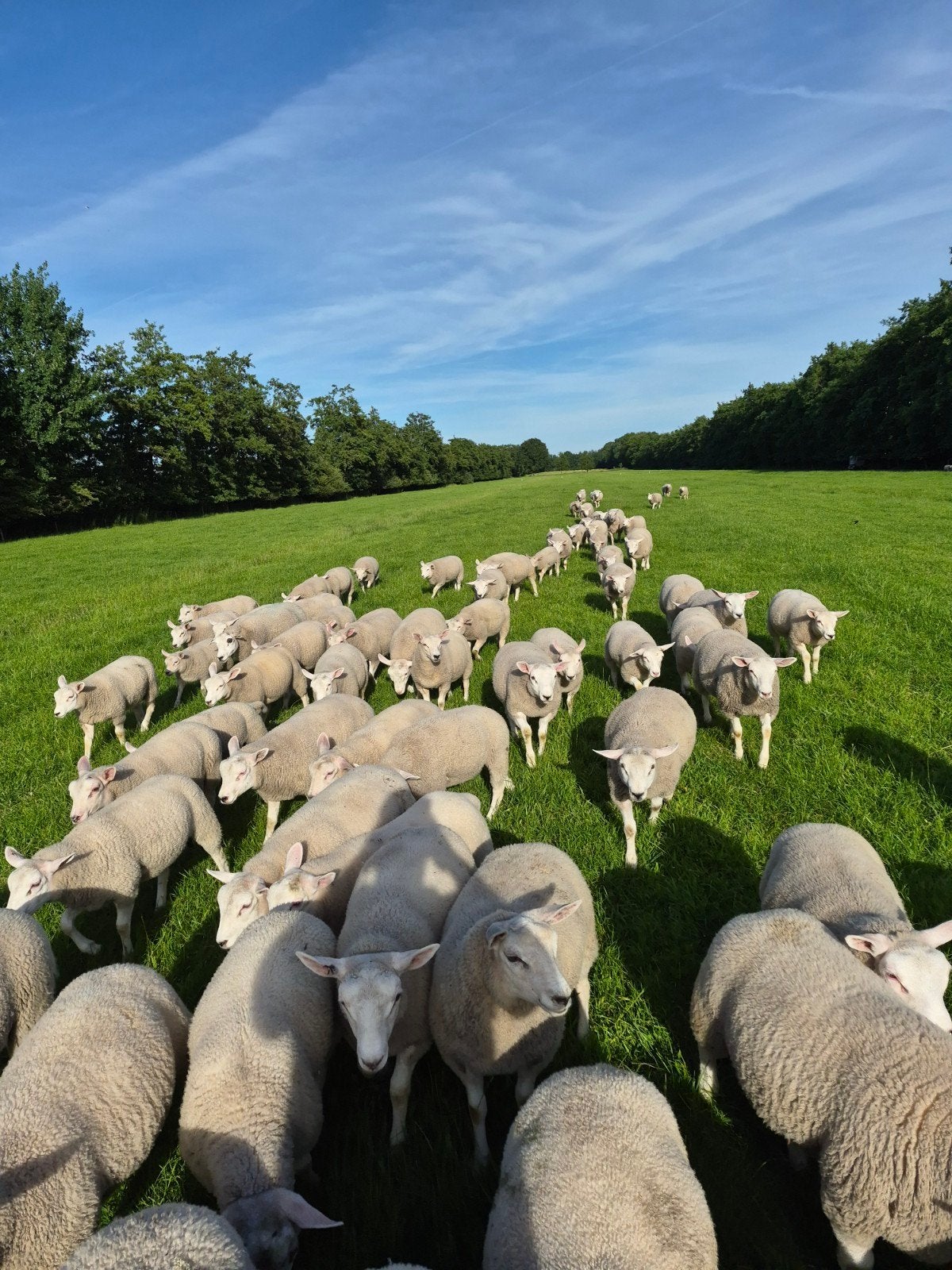 Lammeren noordhollander rammen en ooien zwoegervrij, Mannelijk, Schaap