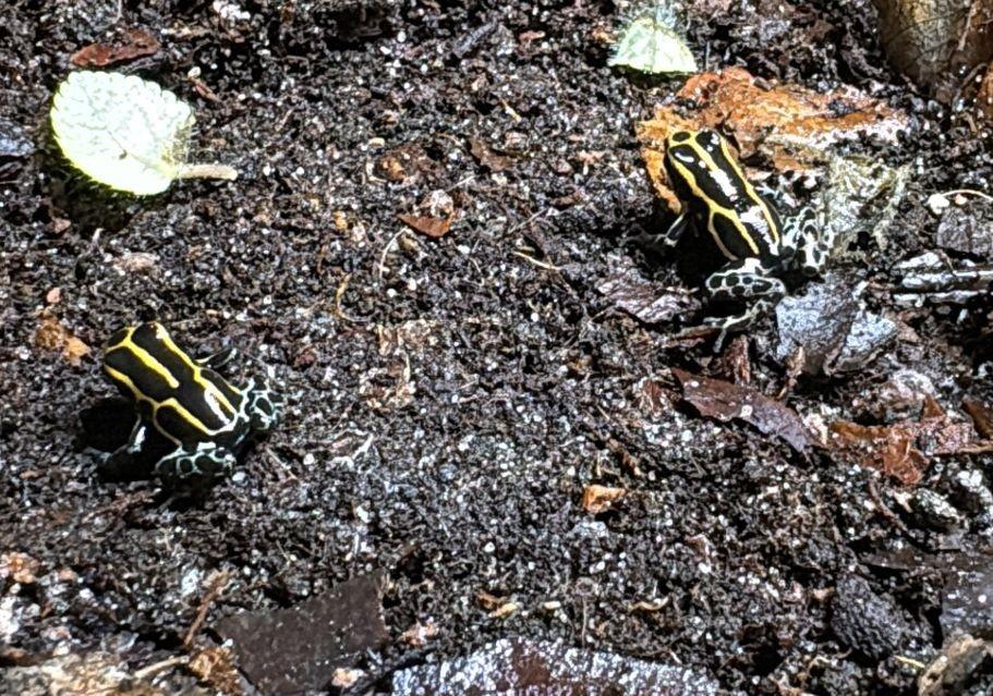 R. Frans Guyana Gifkikkers, Dieren en Toebehoren, Reptielen en Amfibieën, Amfibie, 0 tot 2 jaar