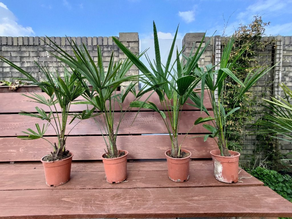Winterharde palmboom Trachycarpus fortunei te koop, Bloeit niet, 100 tot 250 cm, Palmboom, Ophalen