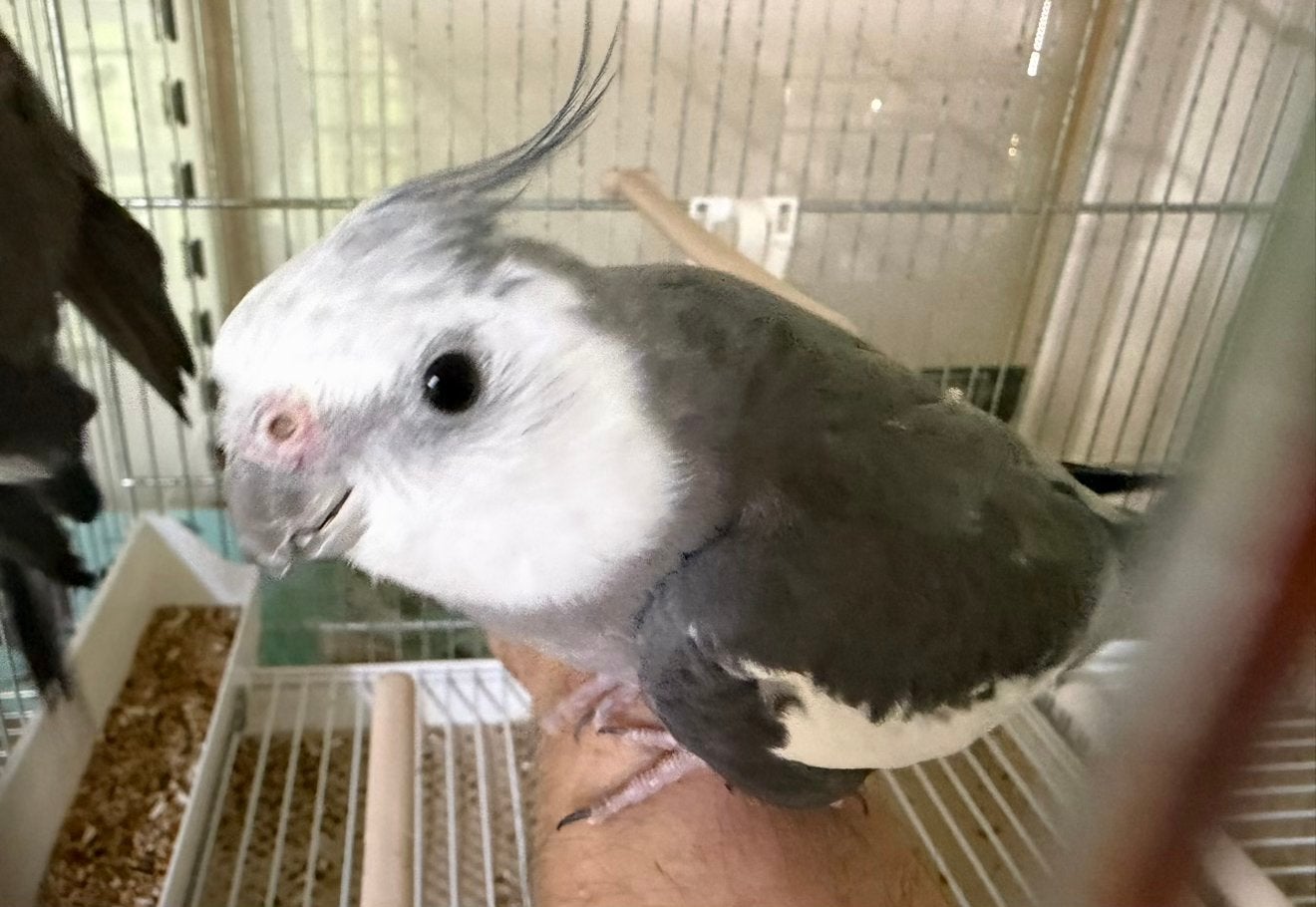Süper tamme valkparkieten Jong Vogels, Meerdere dieren, Parkiet, Tam