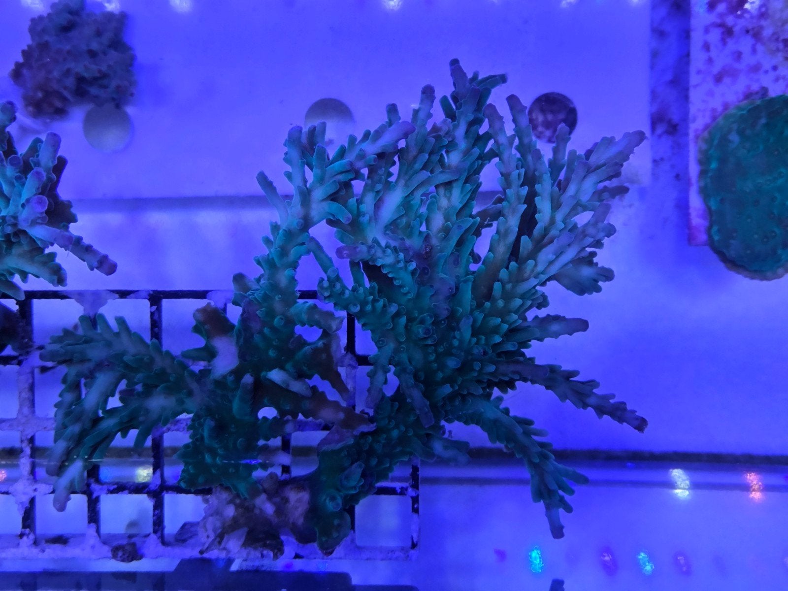 Grote Acropora, Ophalen, ., Plant(en), Steen of Hout, .