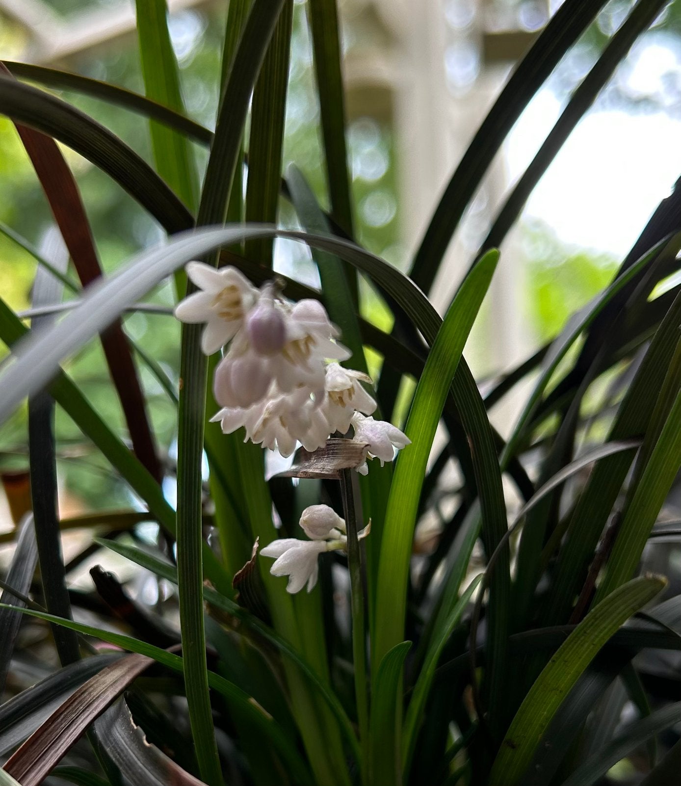 Zwart gras; Ophiopogon planiscapus 'Niger'; potmaat C1, Ophalen, Overige soorten, Halfschaduw