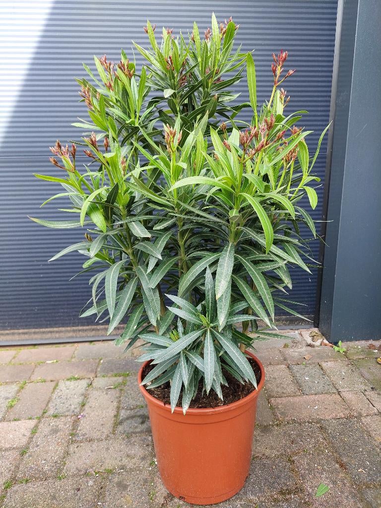XL Nerium Oleander - Oleander (Roze en rood) H: 90 cm., Volle zon, Vaste plant, Zomer, Ophalen