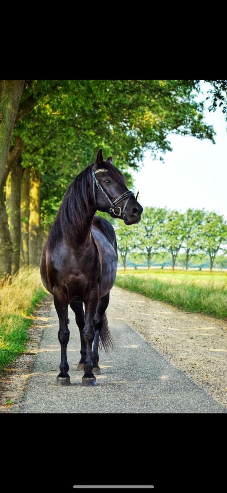 Mooie allarounder tekoop, Dieren en Toebehoren, Pony's, Merrie, E pony (1.48m - 1.57m), 11 jaar of ouder