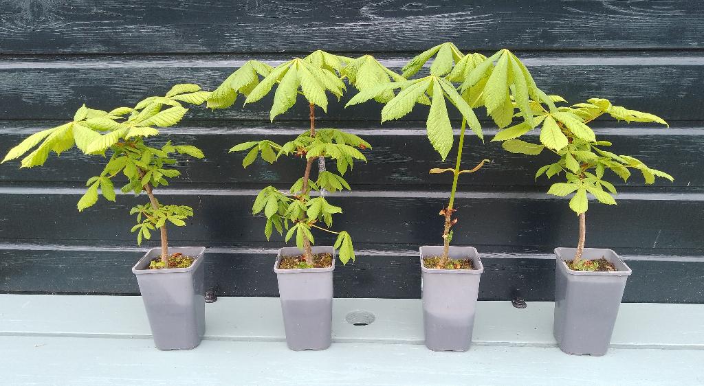 Kastanje boompjes, Tuin en Terras, Planten | Bomen, Overige soorten, Minder dan 100 cm, Volle zon, Lente, In pot, Ophalen