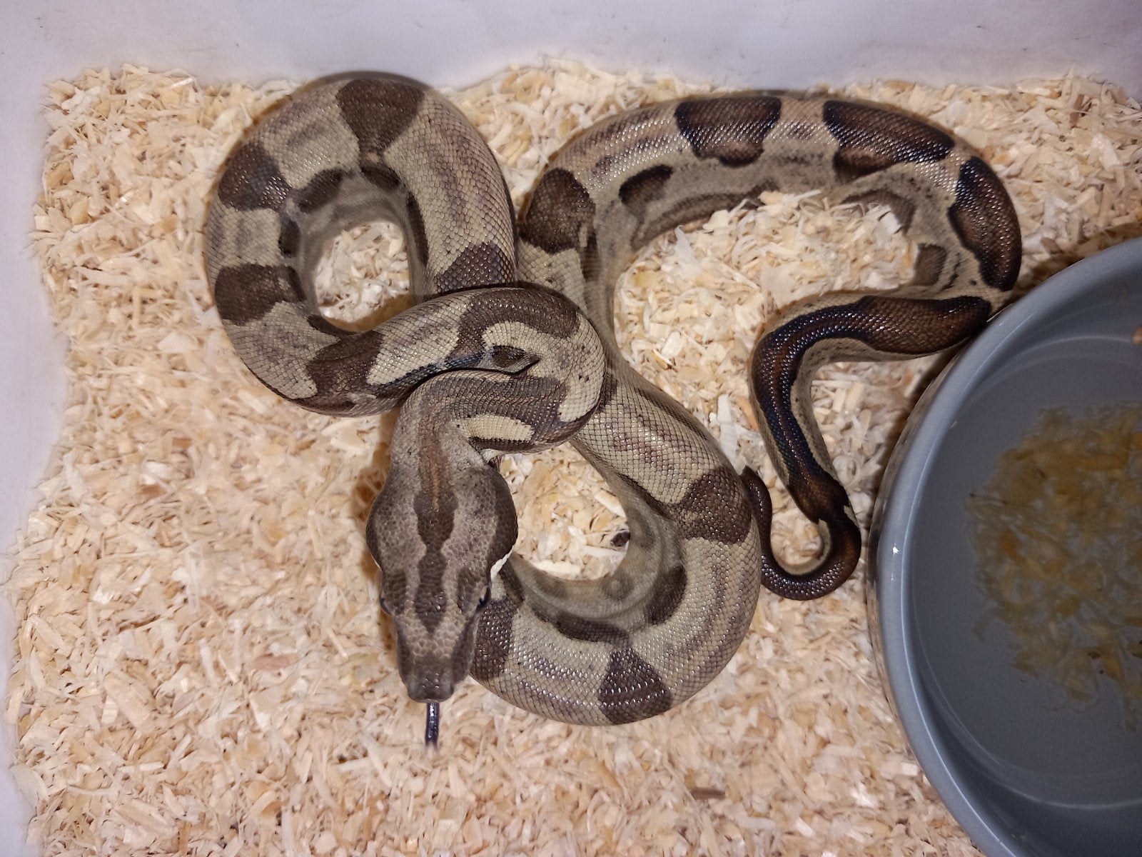 nk26 1.2 jungle motley boa's constrictor imperator, Dieren en Toebehoren, Reptielen en Amfibieën, Slang, Tam, 0 tot 2 jaar