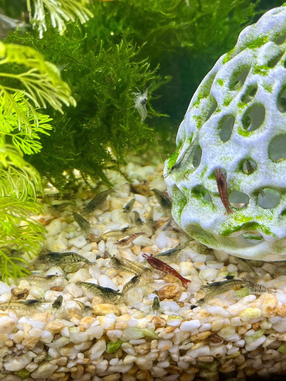 Garnalen mix kleur, Dieren en Toebehoren, Vissen | Aquariumvissen, Kreeft, Krab of Garnaal