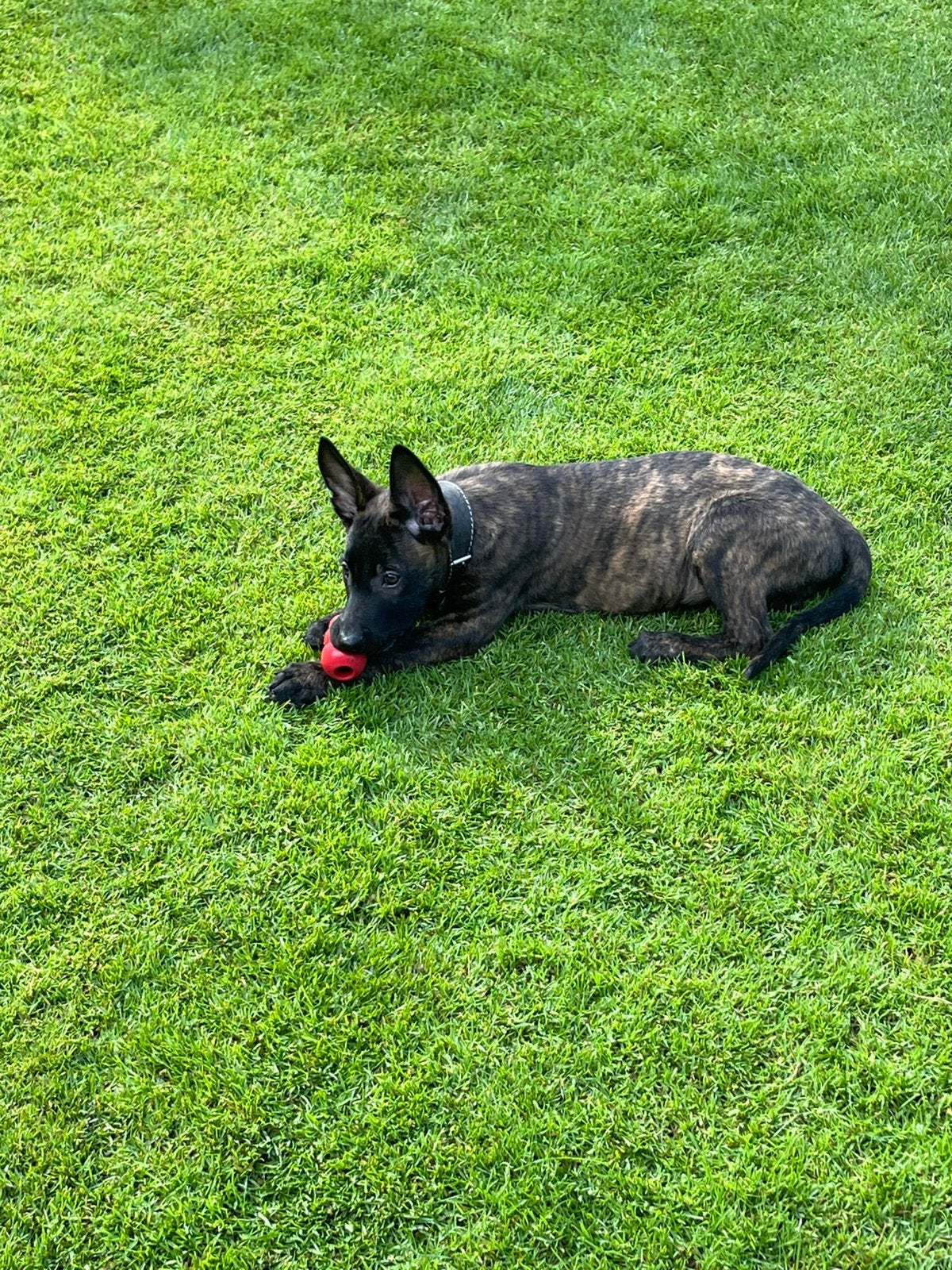 Te koop mechelse x hollandse herder knpv geschikt!, Reu, Eén hond, Herder, Nederland