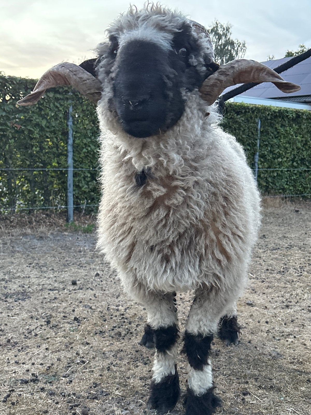 Walliser Schwarznase ram, Dieren en Toebehoren, Mannelijk, Schaap, 0 tot 2 jaar
