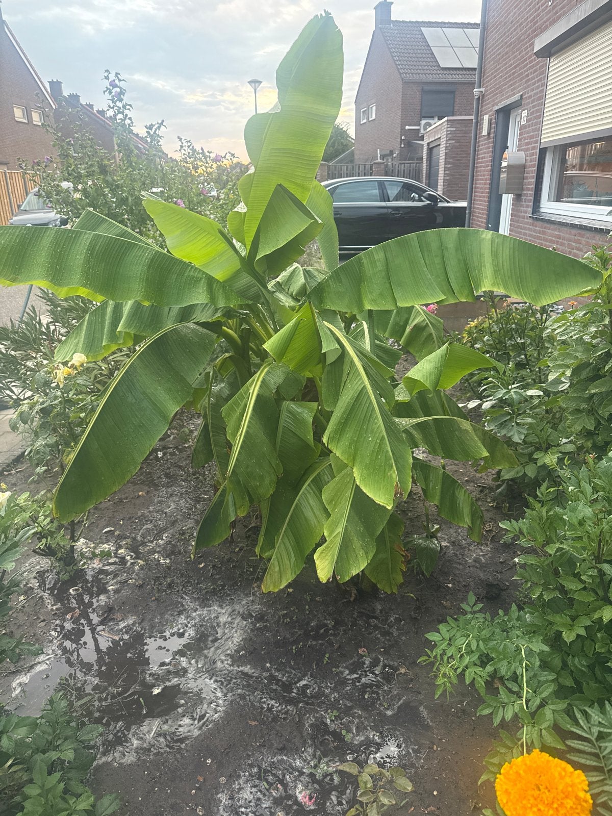 Bananenboom - Musa basjoo - Winterharde bananenplant, Volle zon, Vaste plant, Bloeit niet, Ophalen