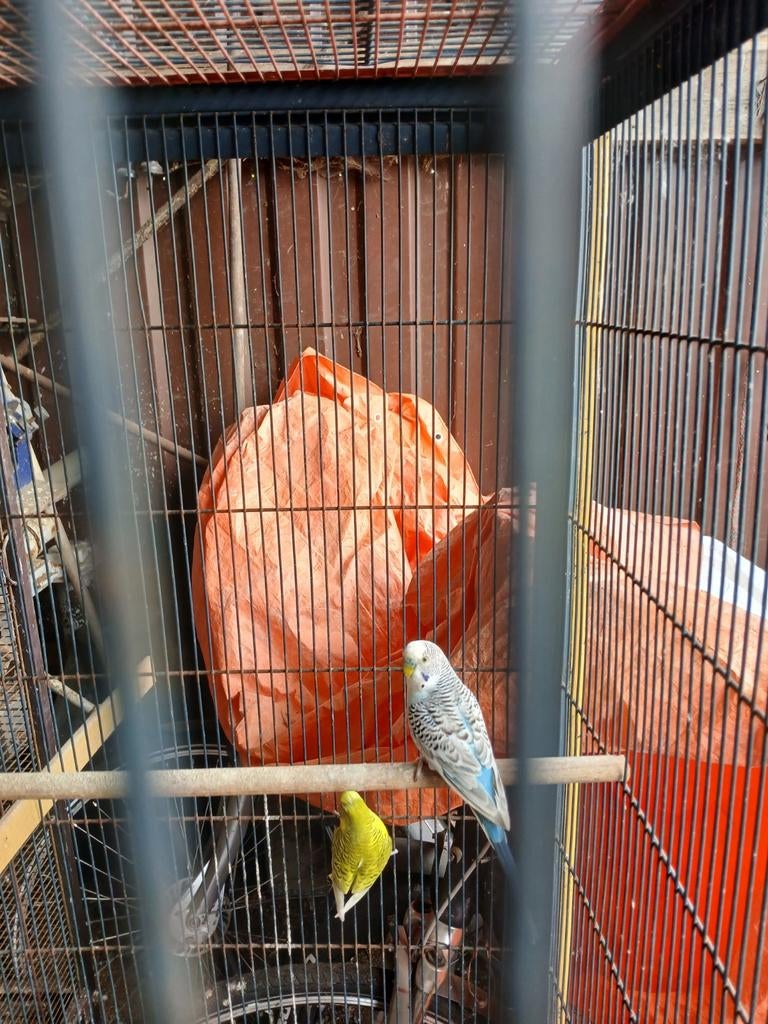 Pelled parkiet, Dieren en Toebehoren, Mannelijk, Parkiet