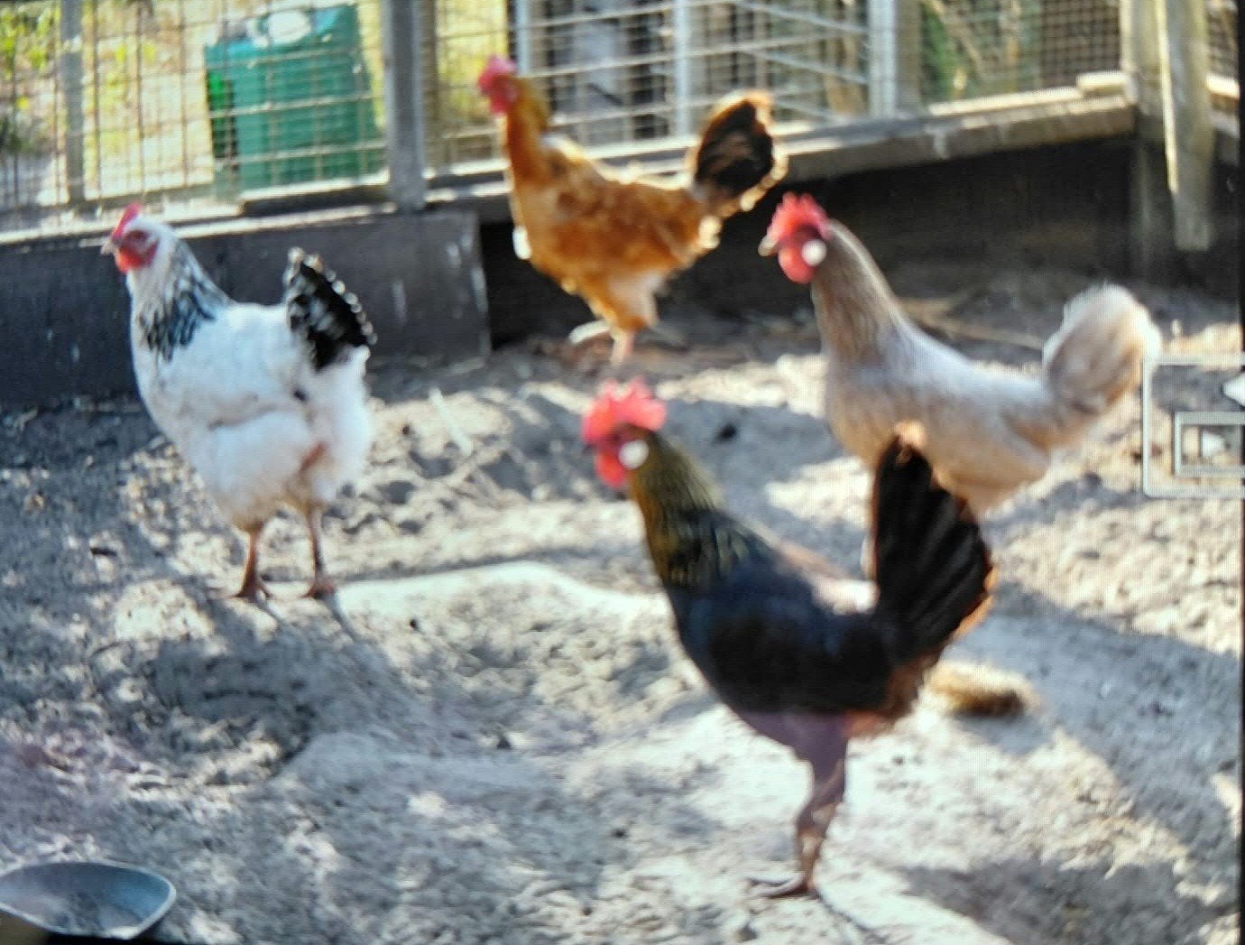 kippen te koop, Vrouwelijk, Kip