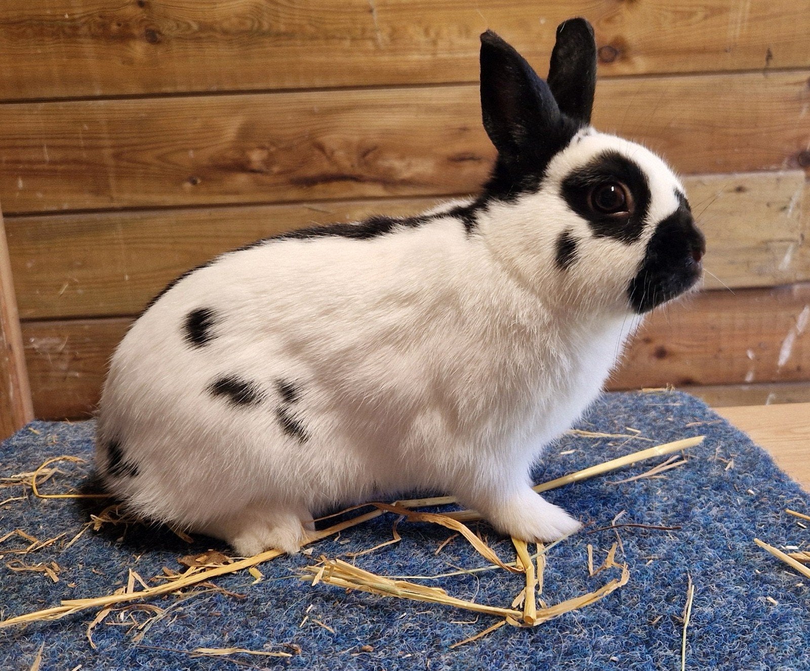 Lotharingerdwerg, Dieren en Toebehoren, Mannelijk, Dwerg, 0 tot 2 jaar