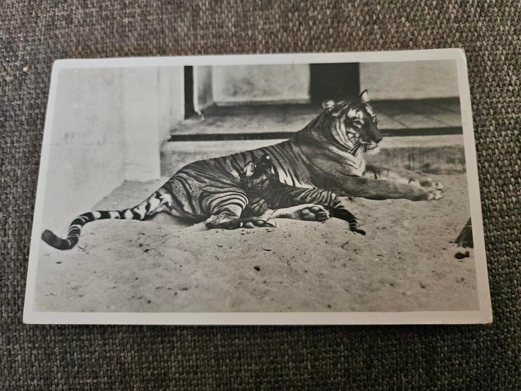 Artis tijger met jong 1947, Ophalen of Verzenden