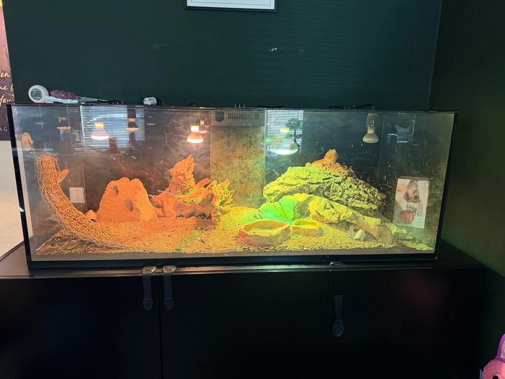 Baardagame te koop, Dieren en Toebehoren, Hagedis, Met terrarium, 3 tot 6 jaar