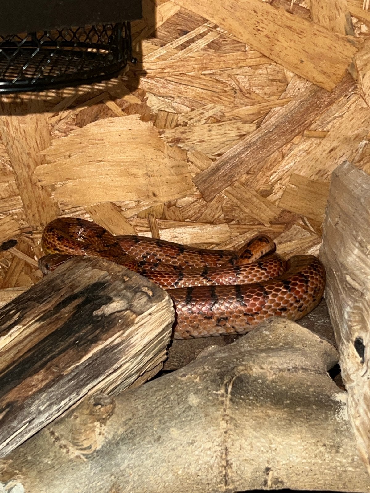 Rode rattenslang eventueel met terrarium Corn Snake photo 2