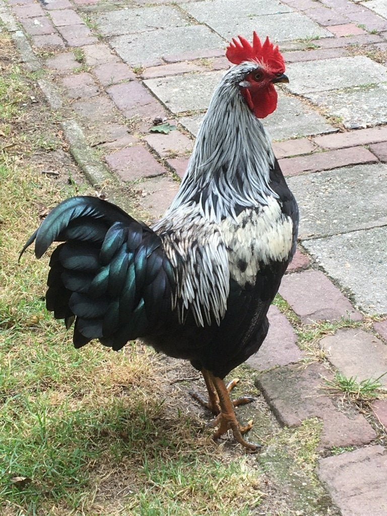 mooie jonge haan, Dieren en Toebehoren, Mannelijk, Kip