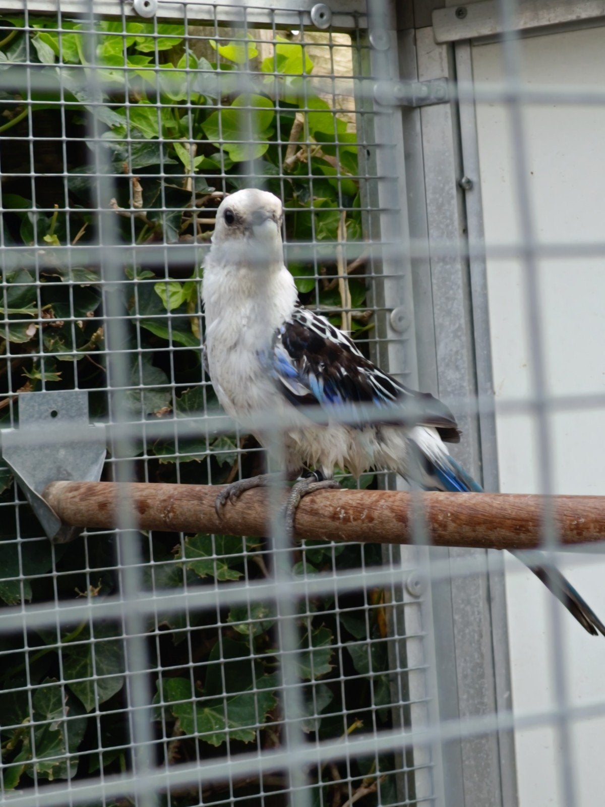 Rosella's, Dieren en Toebehoren, Meerdere dieren, Parkiet