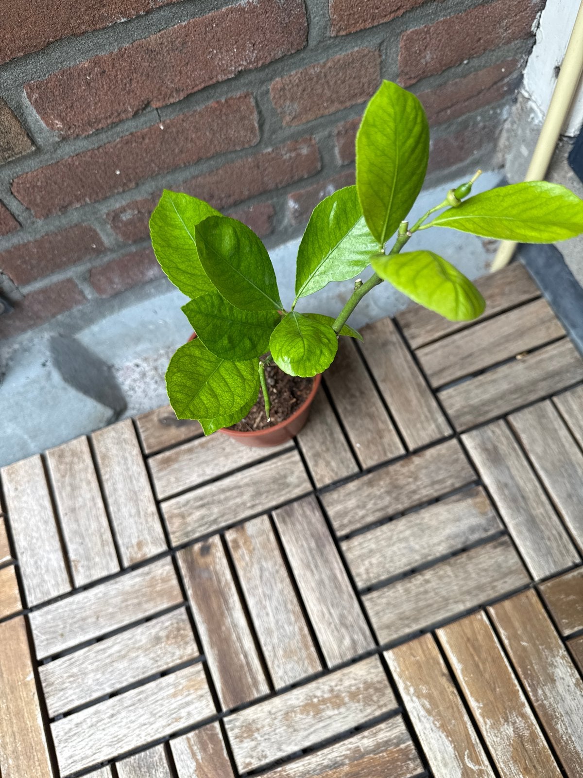 Jonge citroenboom - perfect voor thuis of tuin, Tuin en Terras, Planten | Tuinplanten, Volle zon, Vaste plant, Ophalen of Verzenden