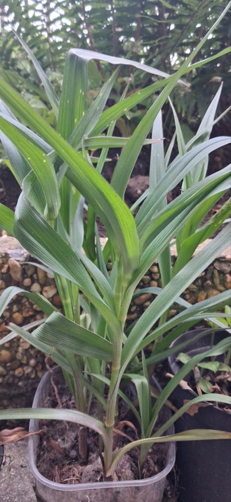 Tuinplanten, Ophalen, Overige soorten, Volle zon