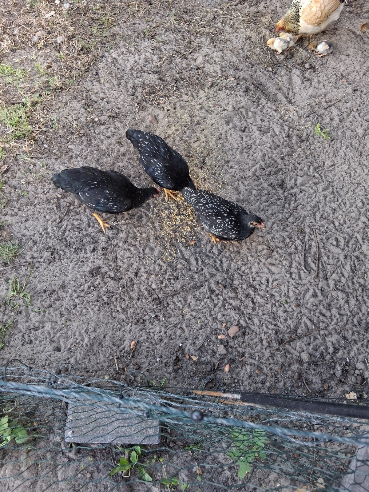 Kuikens Barnevelder kriel dubbel gezoomd zilver, Dieren en Toebehoren, Pluimvee, Meerdere dieren, Kip