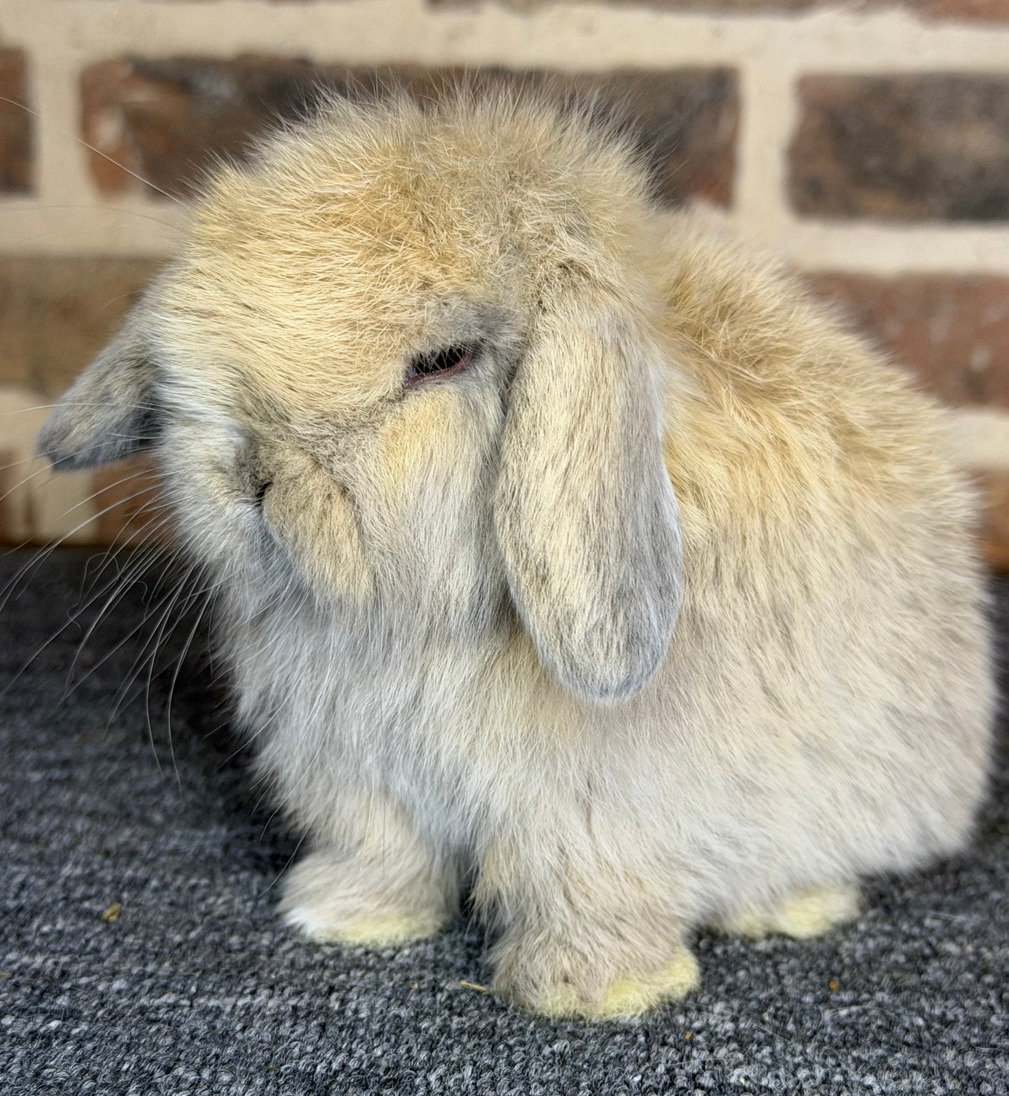Prachtige Minilop/Minilops koppeltjes te reserveren!, Dieren en Toebehoren, Meerdere dieren, Dwerg, Hangoor, 0 tot 2 jaar