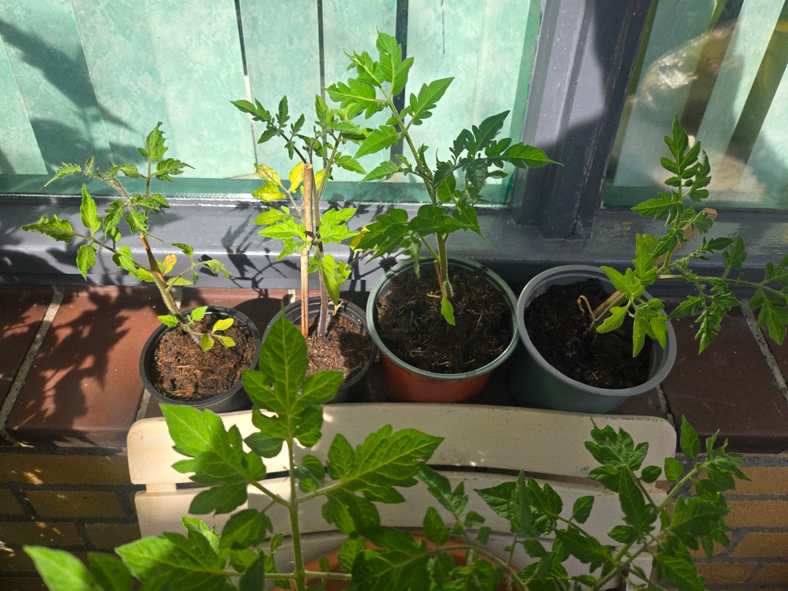 Tomatenplantjes - Vers en klaar om te planten!, Tuin en Terras, Ophalen, Volle zon, Groenteplanten, Eenjarig