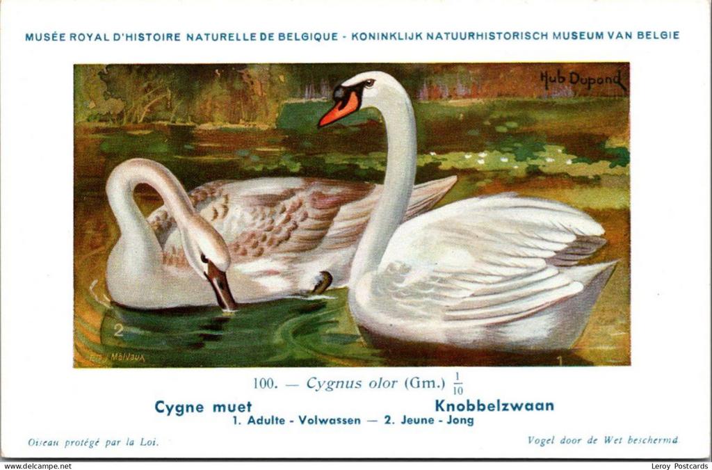 Knobbelzwaan / Mute swan – Nº 100 – (KBIN / IRSNB), Verzenden, 1940 tot 1960, Ongelopen, Vogel