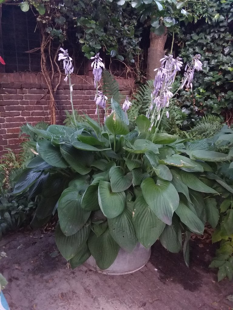 Te koop grote Hosta, Vaste plant, Halfschaduw, Zomer, Ophalen