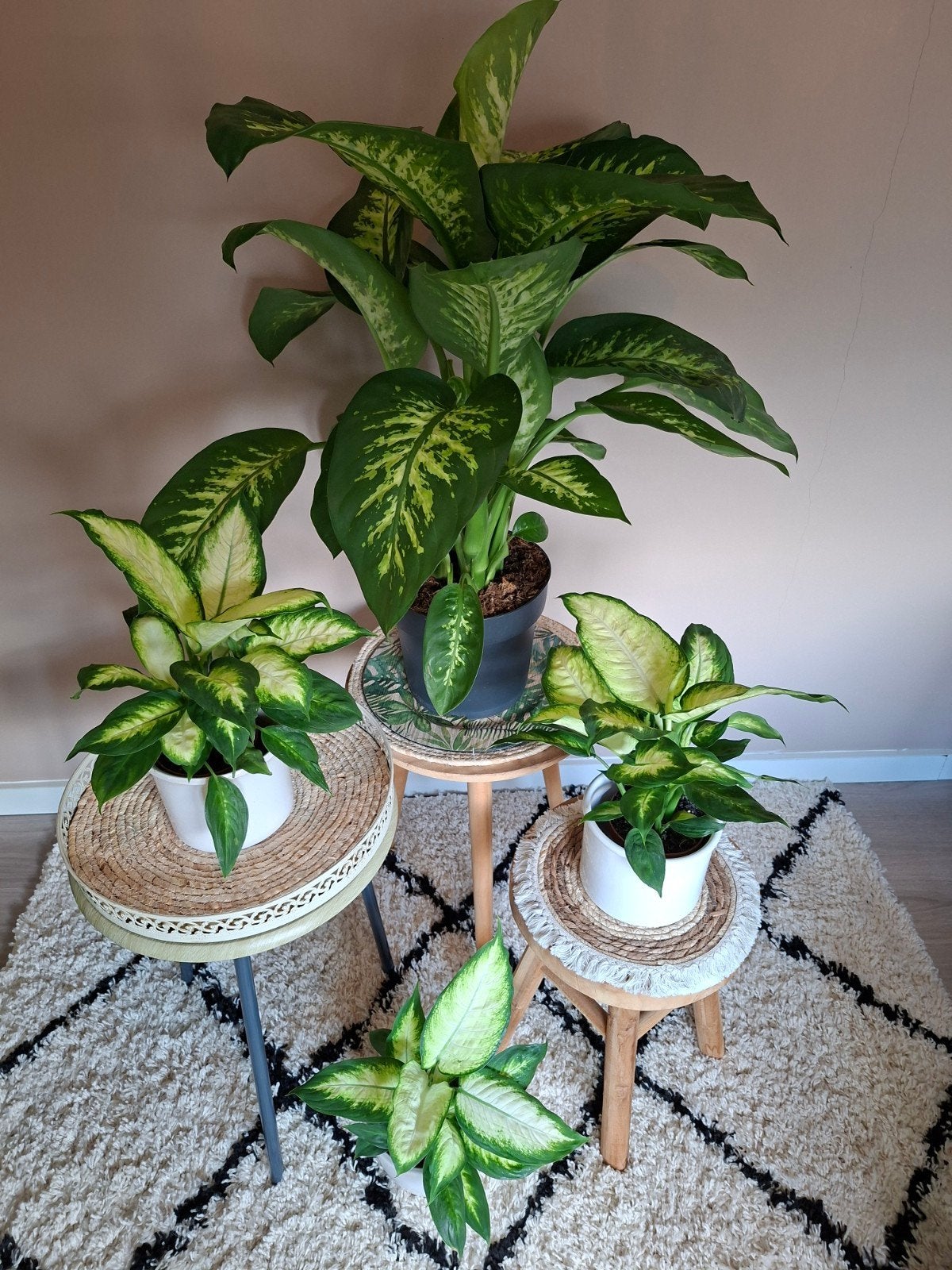 Dieffenbachia Kamerplanten, Ophalen, 100 tot 150 cm, Overige soorten, Halfschaduw