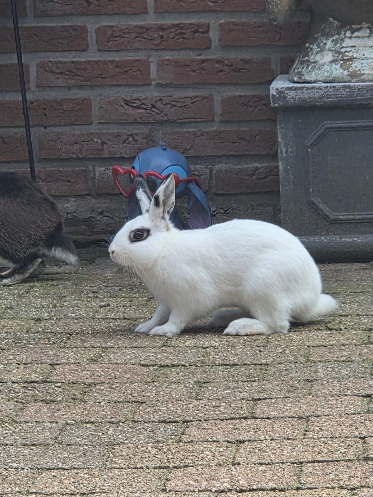 ram zoekt nieuwe huisje, Mannelijk, Dwerg