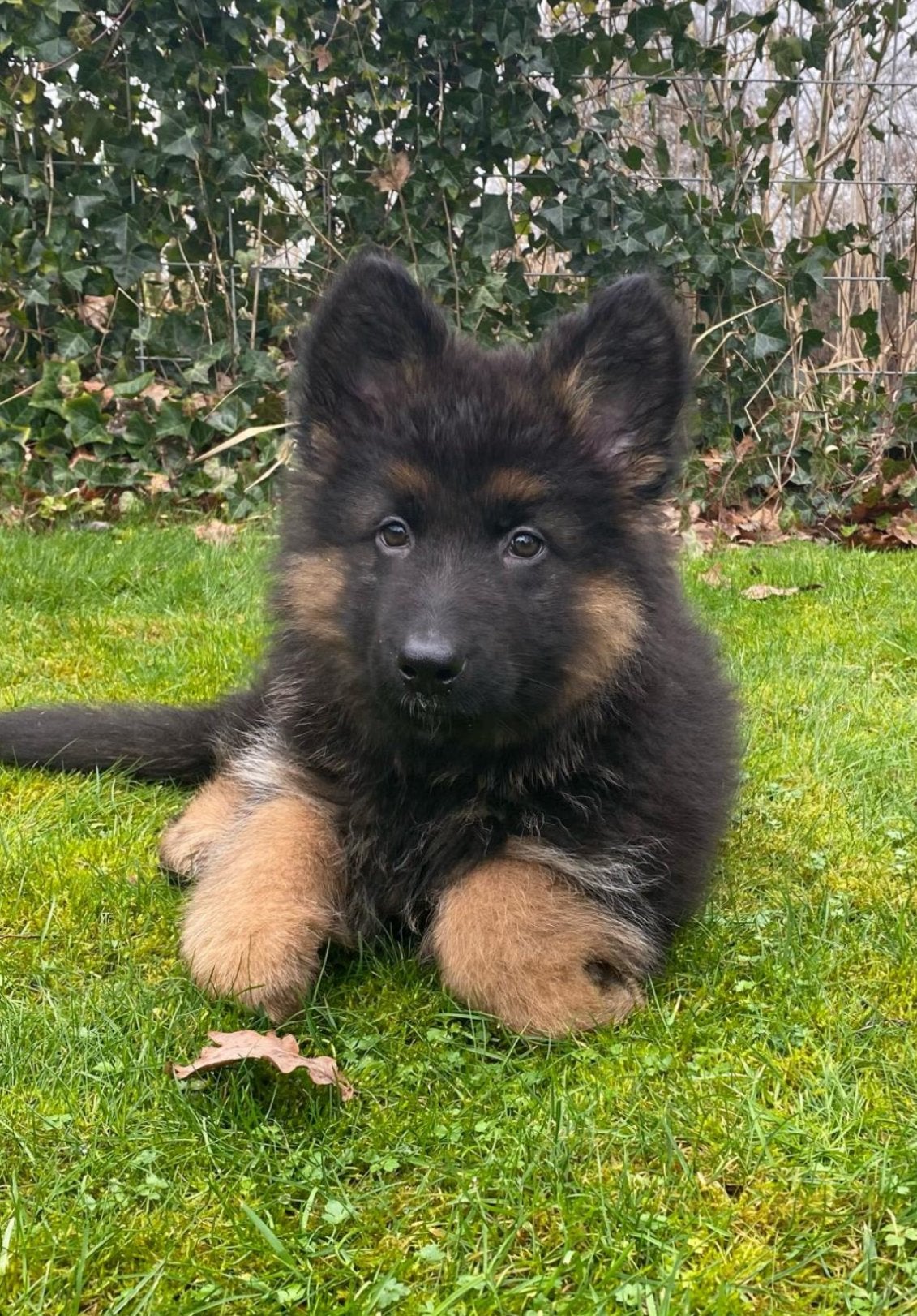 Langharige duitse herders te koop, België, Particulier, 8 tot 15 weken, Parvo