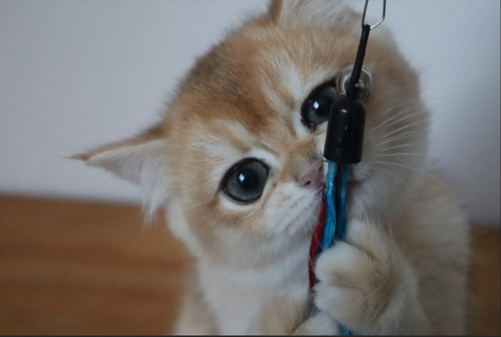 Golden Shaded kittens, Meerdere dieren, Ontwormd, 0 tot 2 jaar