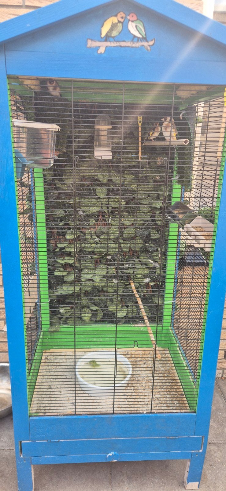 Putters, Dieren en Toebehoren, Meerdere dieren, Wildzangvogel