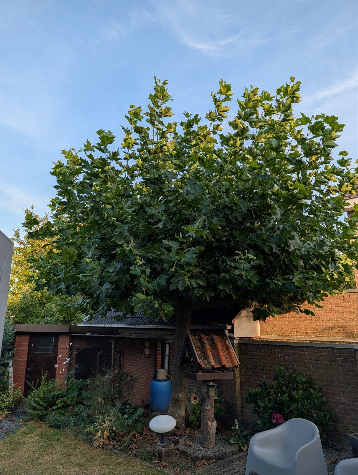Grote, Volle Boom voor Schaduwrijke Tuin, Tuin en Terras, Planten | Bomen, Bloeit niet, Overige soorten, 250 tot 400 cm, Ophalen