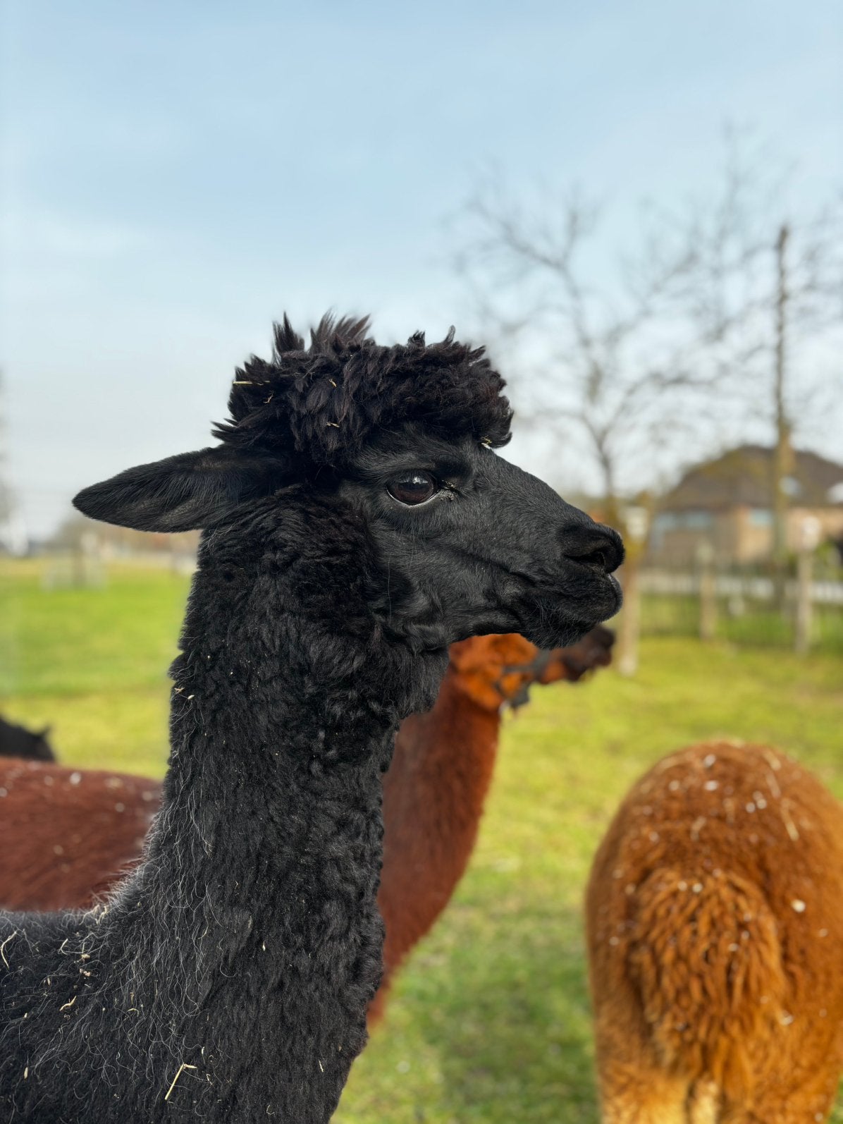 Lieve zwarte Alpaca merrie, Juli, Vrouwelijk