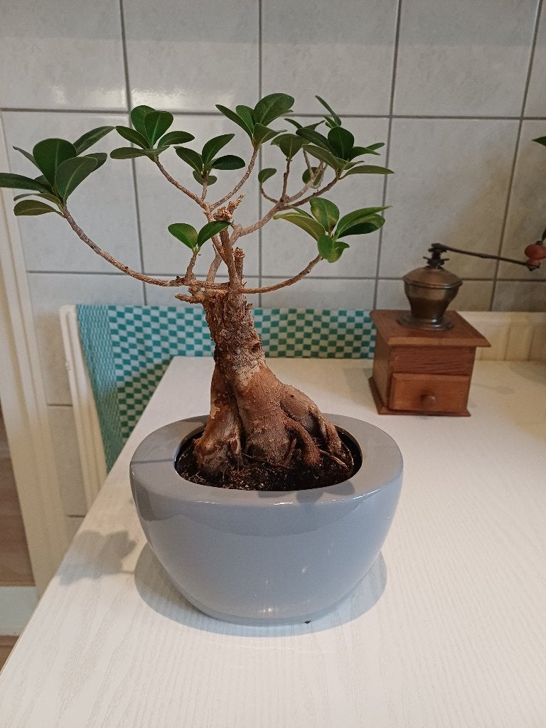 Bonsai boompje ficus, Huis en Inrichting, Ficus, Minder dan 100 cm, Groene kamerplant, Halfschaduw
