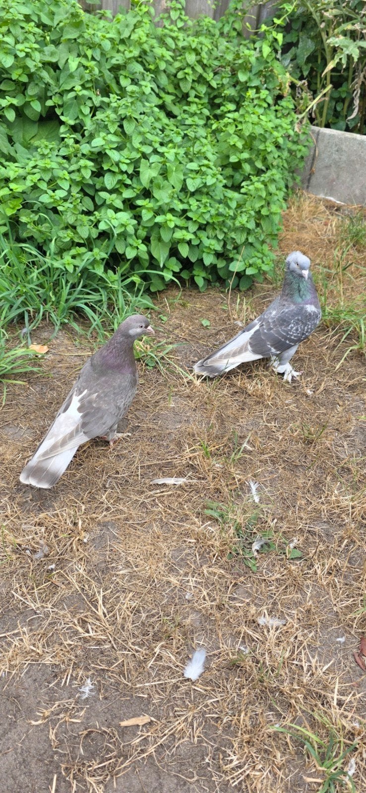te koop kopil, Dieren en Toebehoren, Vogels | Duiven, Meerdere dieren