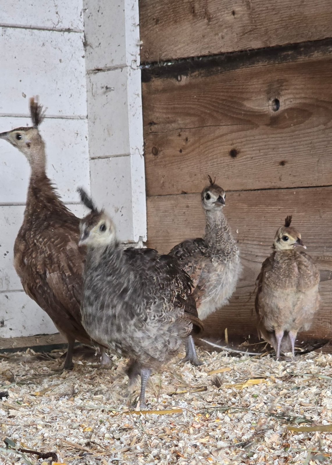 Groene pauwen java kuikens 4 stuks, Dieren en Toebehoren, Geslacht onbekend, Overige soorten