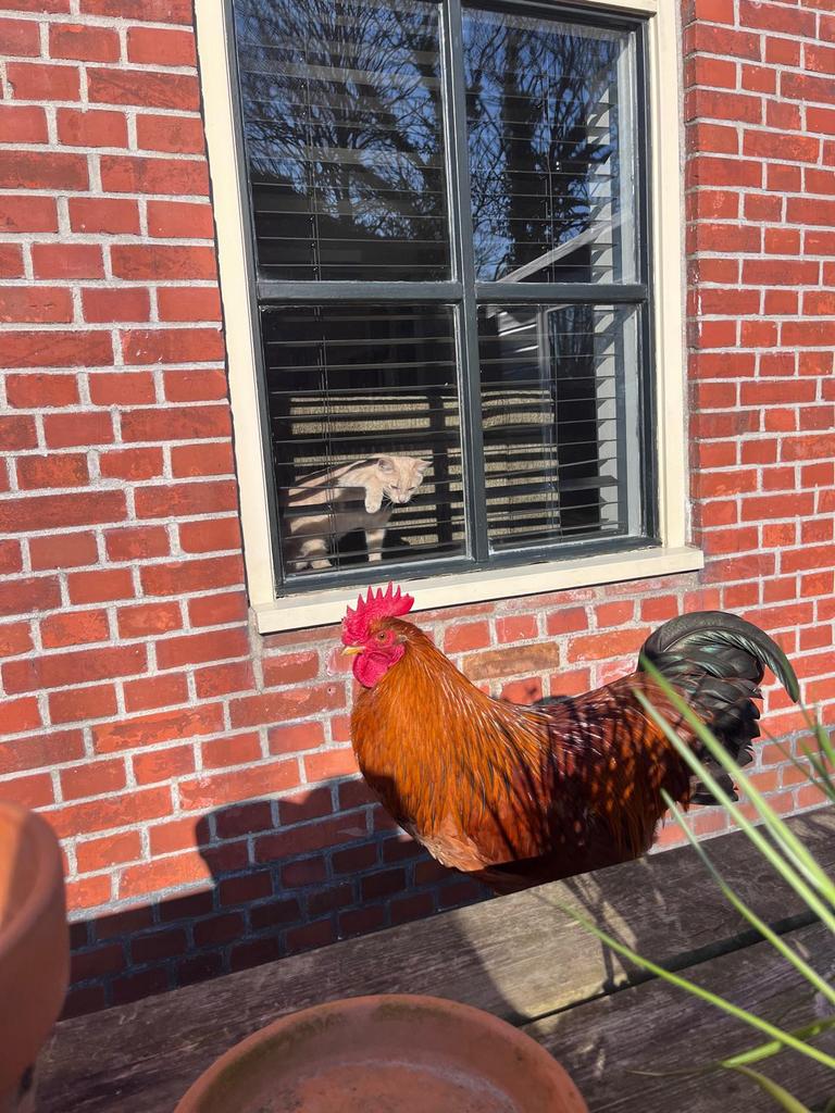 Lieve, jonge brahma haan, Dieren en Toebehoren, Pluimvee, Kip, Mannelijk