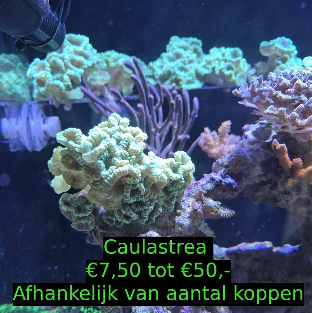 Koraalstekken- Caulastrea, Knopia & GSP, Ophalen, Nieuw, Overige typen, Overige merken