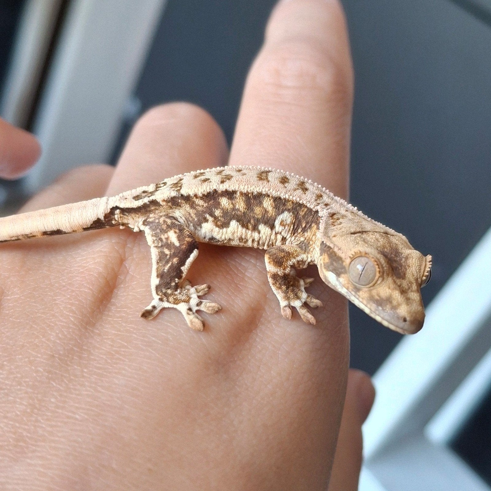 Prachtige tri-color lilly white wimpergekko/crested gecko
