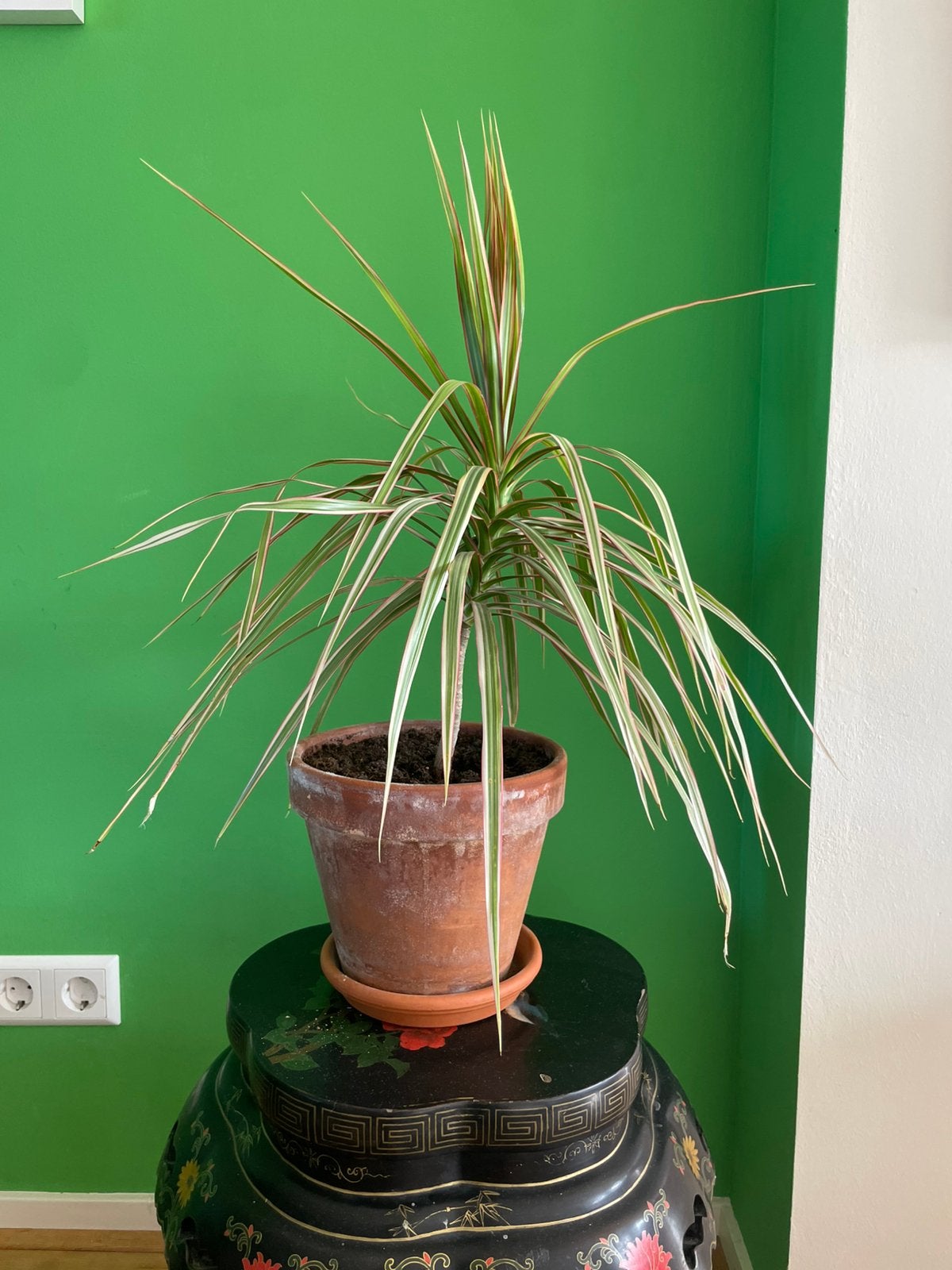 Dracena Marginata ‘Sunray’ incl. pot, Ophalen, Overige soorten, Halfschaduw, In pot