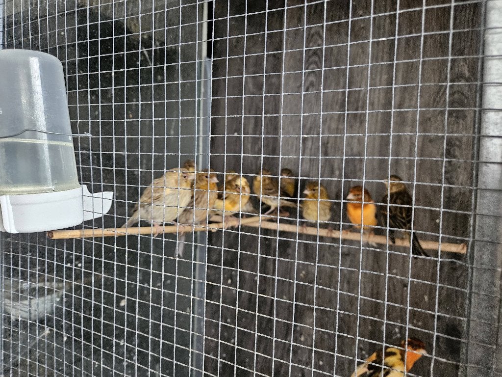 Kanari, Meerdere dieren, Kleurkanarie