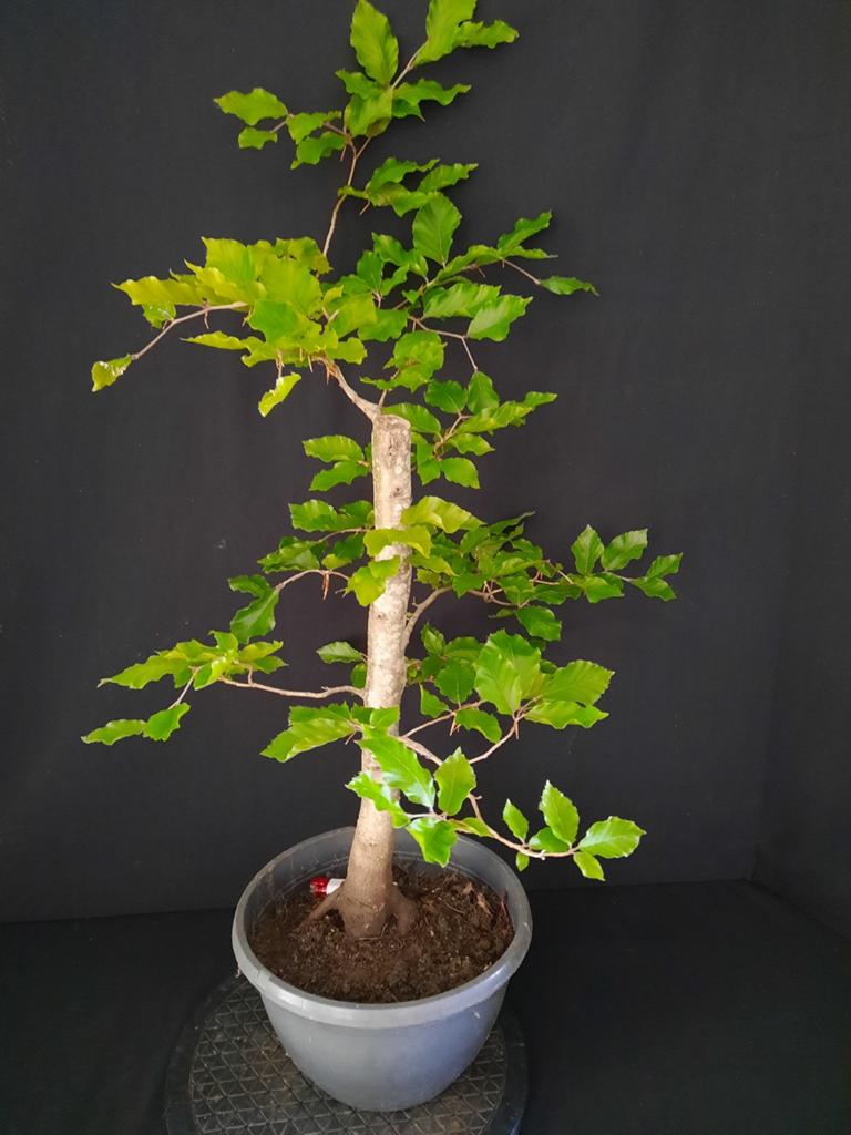 Pré bonsai Fagus Sylvatica, Ophalen, Bloeit niet, Halfschaduw, Overige soorten