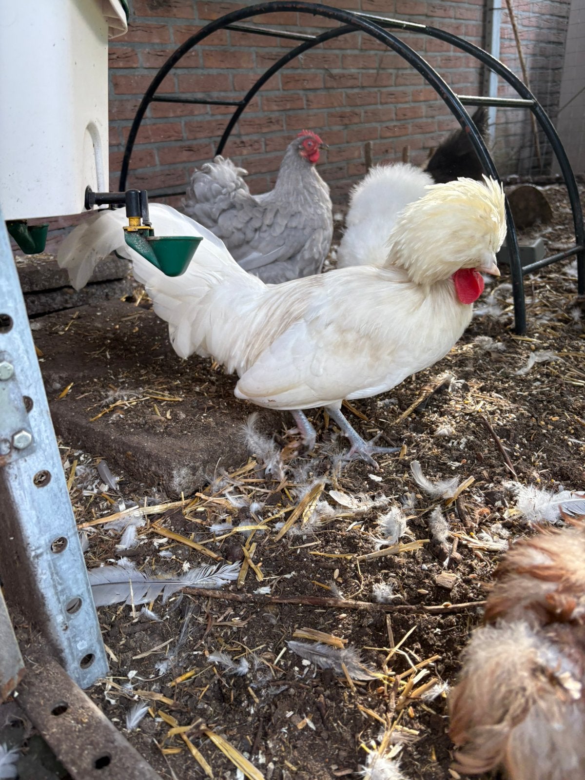Kuifhoen haan, Dieren en Toebehoren, Mannelijk, Kip