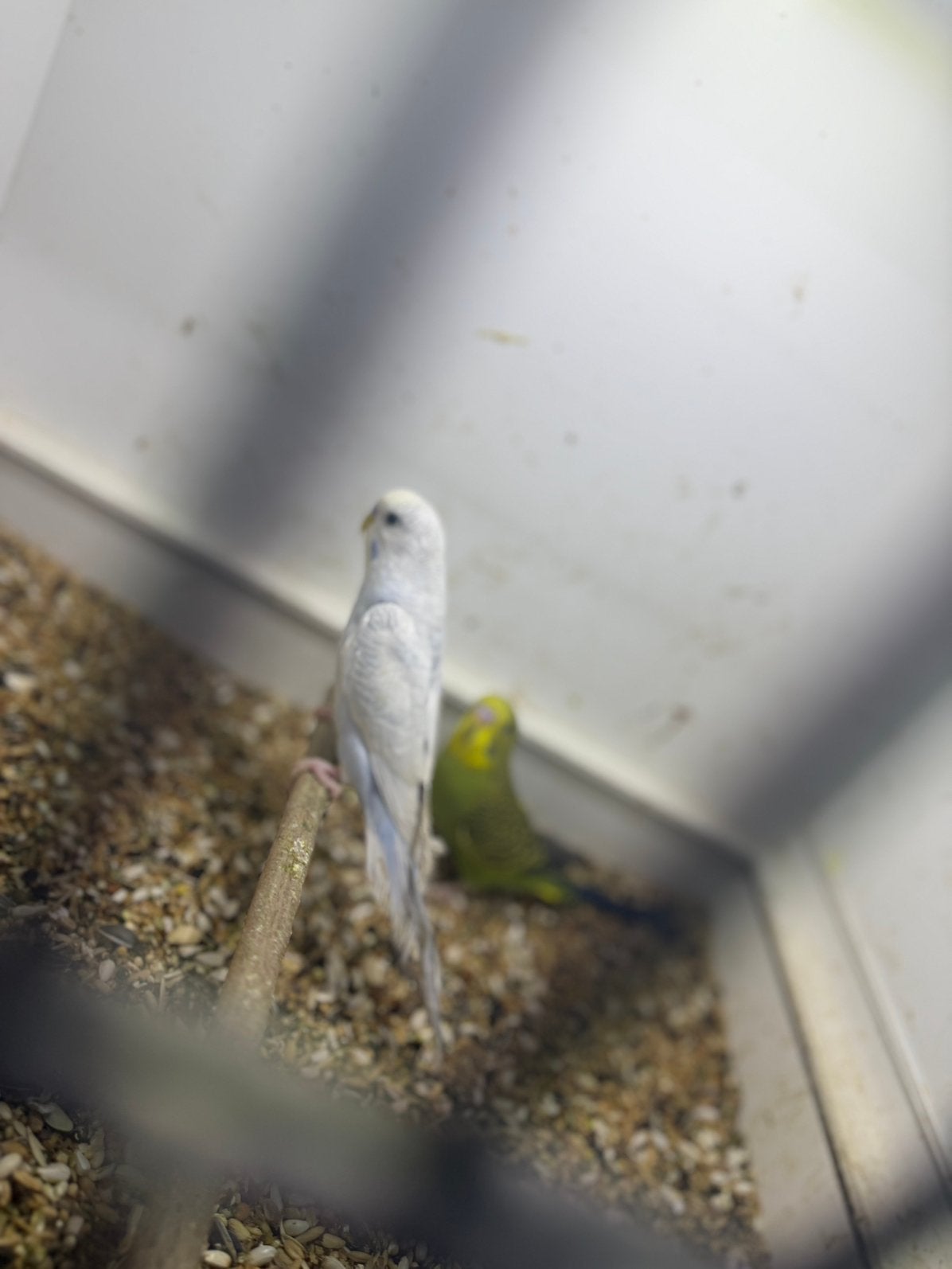 Koppeltje grasparkieten, Dieren en Toebehoren, Meerdere dieren, Parkiet