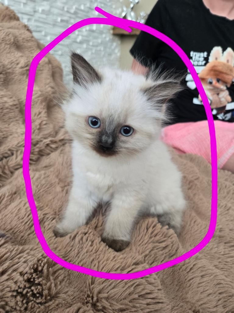 Ragdoll kittens langharig, Dieren en Toebehoren, Meerdere dieren