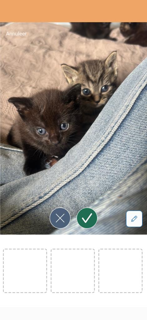 Kittens, Meerdere dieren, Ontwormd, 0 tot 2 jaar