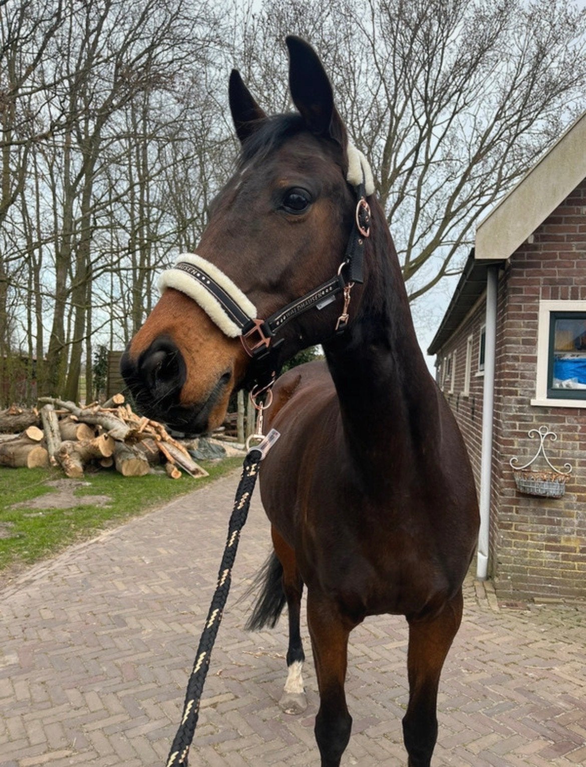 Halsterset te koop maat cob., Ophalen of Verzenden, Gebruikt
